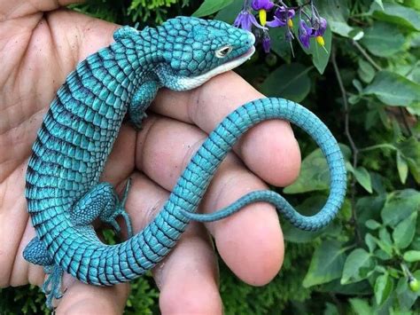 Handling Abronia Arboreal Alligator Lizard Like a Pro | Reptiles' Cove