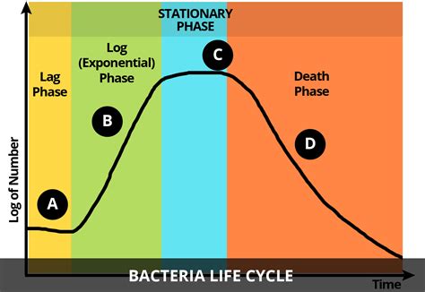 Fun Bacteria Life Cycle Facts for Kids