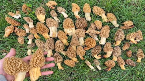 Hunting New Land for Large Yellow Morel Mushrooms - YouTube