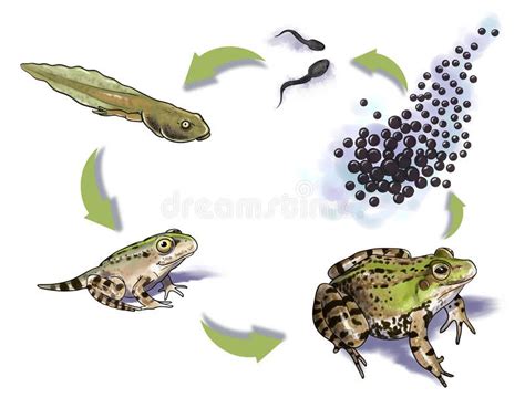 Frog life cycle. Digital illustration of a frog life cycle royalty free ...