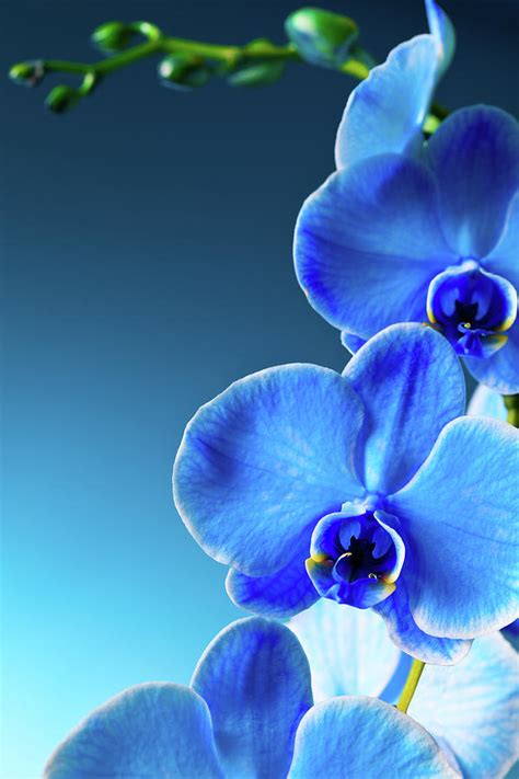 Blue Orchids by Neoblues