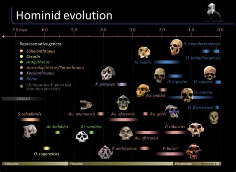 Hominid_Timeline - The Hominid Post