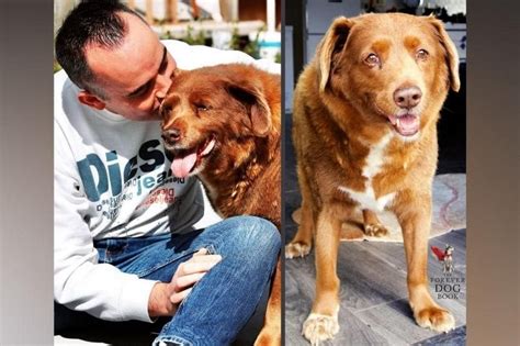 世界最高齢の犬ボビ、ポルトガルで31歳で死去 - News | WACOCA JAPAN: People, Life, Style