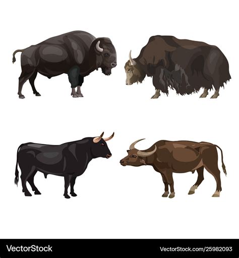 Cattle bulls images Royalty Free Vector Image - VectorStock