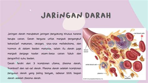 Jaringan Darah Pada Hewan Siswapedia | The Best Porn Website