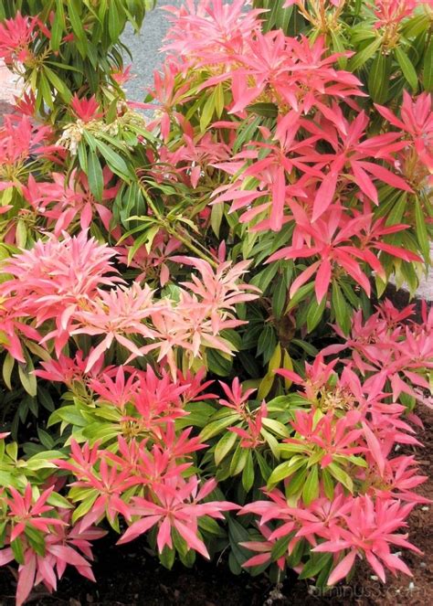 Japanese Pieris foliage color. | Evergreen plants, Evergreen garden ...