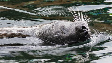 Harbor Seal | RegenAxe