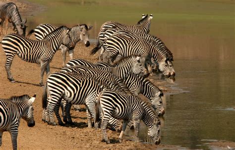 Wildlife safaris in Zambia | Expert Africa