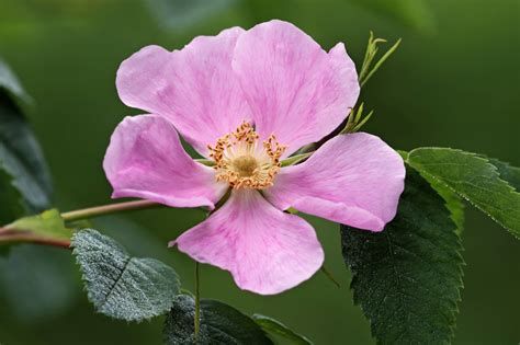 Rosa acicularis (Prickly Wild Rose)