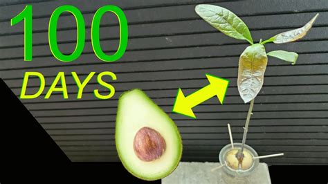 Growing Avocado Seed Into Tree | 100 DAY Time Lapse - YouTube