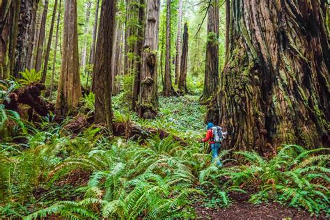 Redwood National Park Protects More Than the World's Tallest Trees