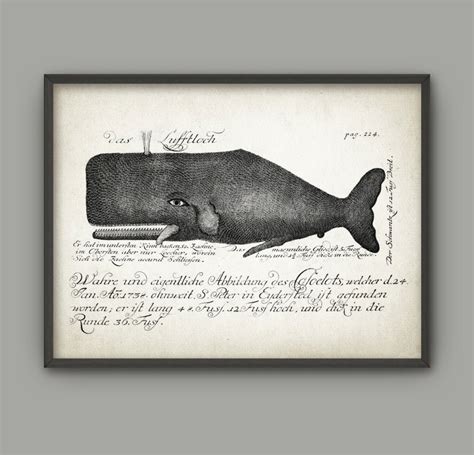 Vintage Whale Illustration Art Poster Antique Whale Book | Etsy