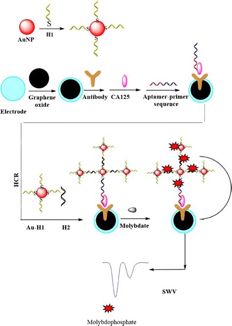 Chemiluminescence Immunoassay Principle