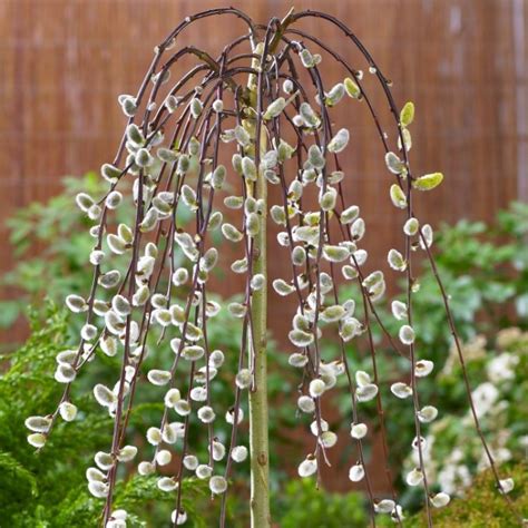 Miniature Weeping Willow Tree Care - Back Gardener