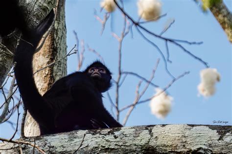 Peruvian Spider Monkey | At the Tambopata National Reserve, … | Flickr