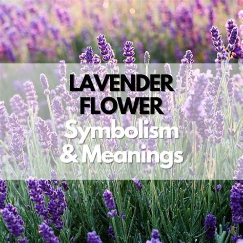 Lavender Flower: Symbolism, Meanings, and History - Symbol Genie