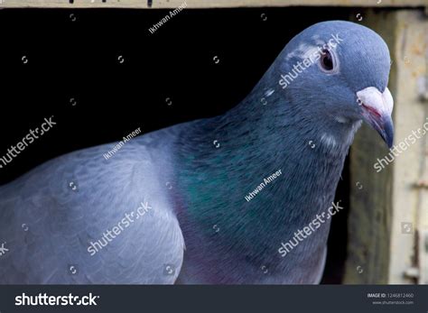 Racing Homer Omar Breed Domestic Pigeon Stock Photo 1246812460 ...