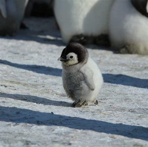 List 95+ Pictures A Picture Of A Baby Penguin Completed