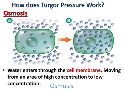 PPT - Turgor Pressure PowerPoint Presentation - ID:2180393