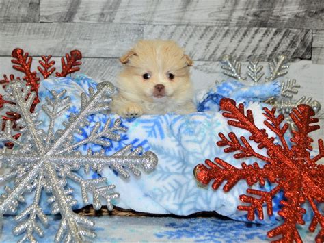 Shih-Pom-DOG-Female-Cream-2927904-Petland Dunwoody