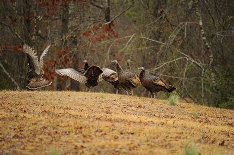 Turkey season in Alabama begins March 15 - al.com