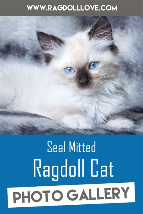 The Seal Mitted Ragdoll Cat Collection