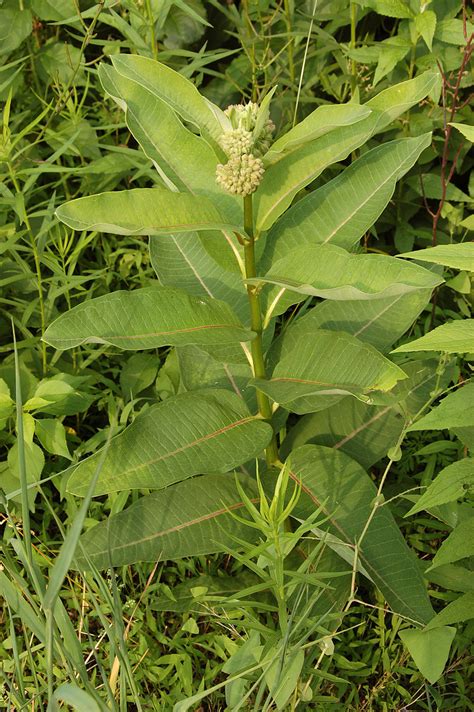 24 Little-Known ‘Miracle Plants’ The Navajo Used For Medicine - Total Survival