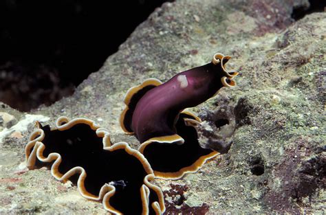 Flatworm Copulation Photograph by Newman & Flowers - Fine Art America