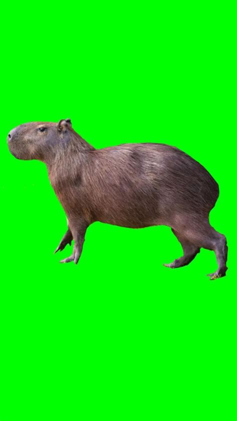 Free green screen Capybara