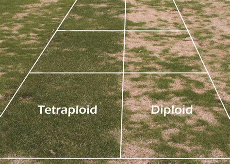 Day Of The Tetraploid – Turf Matters