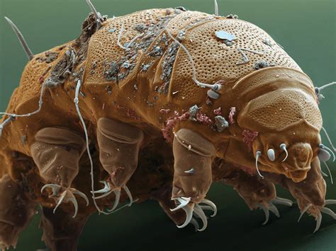 Pin on Tardigrades