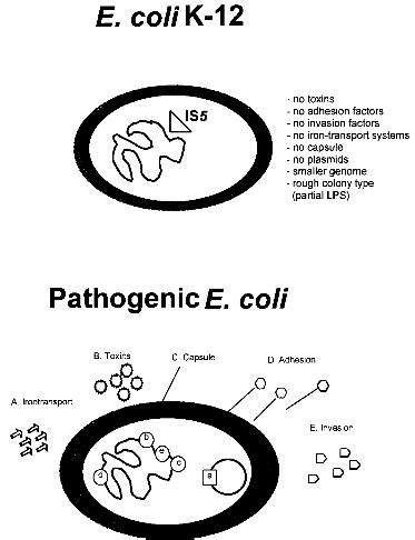 BATS: Tools for Safety Assessment Identification and monitoring of Escherichia Coli K-12 safety ...