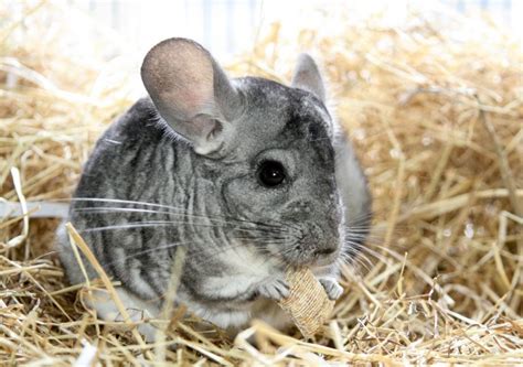 12 Best Bedding for Chinchillas Reviews 2019 - My Life Pets