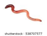 Earthworms Free Stock Photo - Public Domain Pictures