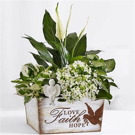 Image result for funeral basket plants diy | Lily plants, Sympathy plants, Peace lily plant