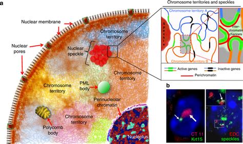 Schematic structure of interphase nucleus. (a) Nucleus is surrounded by ...