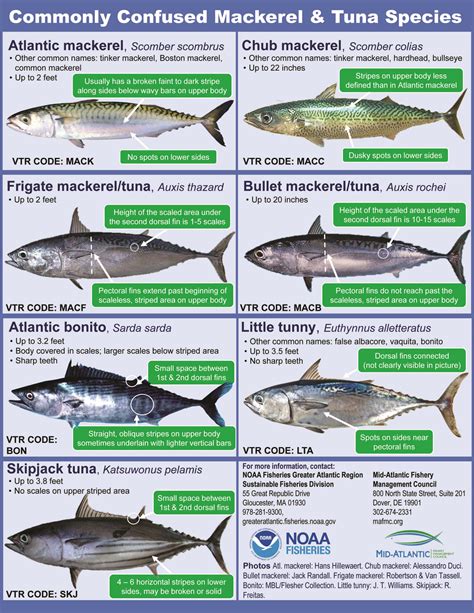 MACKEREL/TUNA GUIDE FROM NOAA FISHERIES - The Fisherman