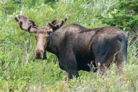 Wildlife Viewing Areas in Western Montana | The Official Western ...