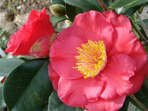 Alabama state flower, the camellia. This one is called "Gunsmoke," and the blooms are over 5 ...