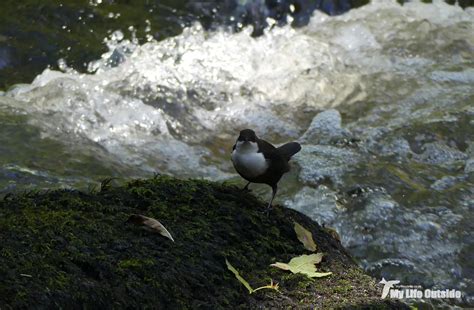 Dipping Through Waterfall Country - My Life Outside