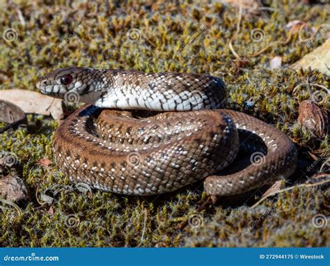 Close-up Shot of a Mole Snake (Pseudaspis Cana), in Its Natural Habitat Stock Illustration ...