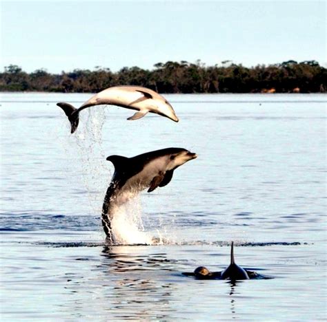 Burrunan Dolphin – "OCEAN TREASURES" Memorial Library