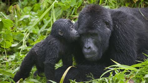 Pin oleh Poupe Fdit di Animaux | Bayi hewan, Primate, Hewan