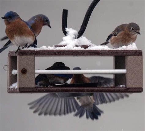 Bluebird Feeders | Fly-In Meal Worm Feeders for Bluebirds - The Birdhouse Chick