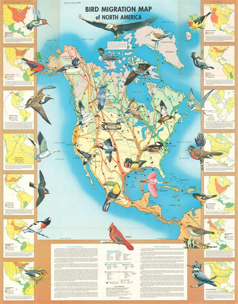 Bird Migration Map of North America | Curtis Wright Maps