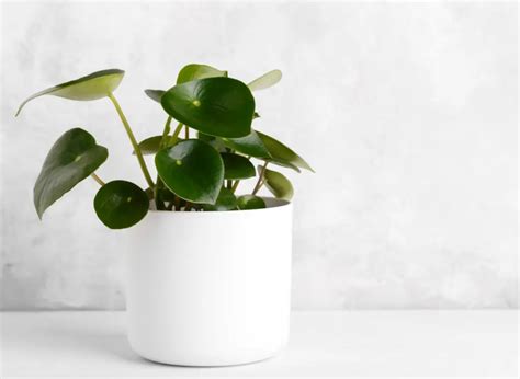 11 Most Popular Peperomia Varieties (With Characteristics Of Each!) | Plants Heaven