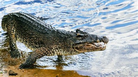 BBC - Travel - Cuba's endangered leaping crocodile