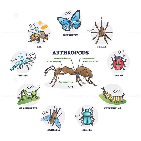 Arthropods animal group collection and segmented body anatomy outline ...