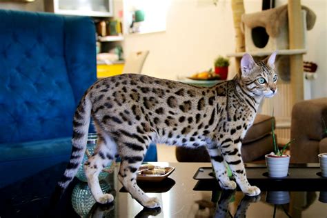 Bengal Cat Breed Information & Characteristics - Black Ace Bengals