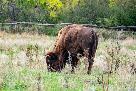 Bison at Theodore Roosevelt National Park, North Dakota | Tom Dills Photography Blog